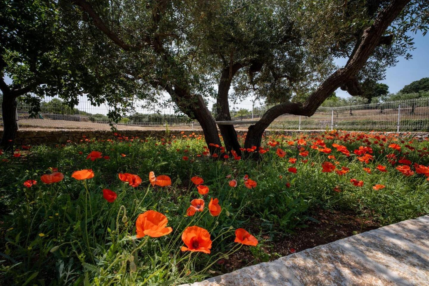 Valle D'Itria Trulli E Alcova Mikael Чистернино Экстерьер фото